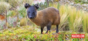 Hallan en Huancabamba (Piura) el Pudú, venado mas chiquito del mundo | VIDEO Hallan en Huancabamba (Piura) el Pudú, venado mas chiquito del mundo | VIDEO