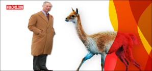 Huancavelica: comunidades comercializaron 380.526 kg de fibra de vicuña en el 2023 Huancavelica: comunidades comercializaron 380.526 kg de fibra de vicuña en el 2023