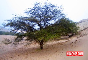 XVII Festival del milenario y generoso Huarango el 19 de abril en Ica | VIDEO XVII Festival del milenario y generoso Huarango el 19 de abril en Ica | VIDEO