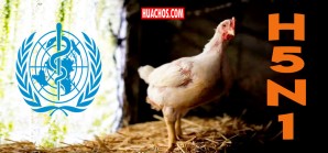 Preocupante virus de la gripe aviar, esta nueva cepa podría transmitir al ser humano Preocupante virus de la gripe aviar, esta nueva cepa podría transmitir al ser humano
