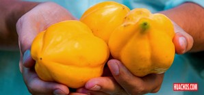 La rica Papayita Andina, producto sandiano de calidad "exportacion" | VIDEO La rica Papayita Andina, producto sandiano de calidad "exportacion" | VIDEO