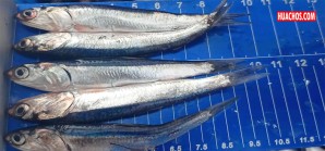 ¡Por favor, dejen crecer a las anchovetas antes de pescarlas! | VIDEO ¡Por favor, dejen crecer a las anchovetas antes de pescarlas! | VIDEO