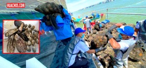 Extracción de los ricos moluscos bivalvos demandaría 12 mil puestos de trabajos Extracción de los ricos moluscos bivalvos demandaría 12 mil puestos de trabajos