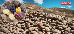 Kulli Papa, la nueva princesa biofortificada posee alto contenido de hierro y zinc Kulli Papa, la nueva princesa biofortificada posee alto contenido de hierro y zinc