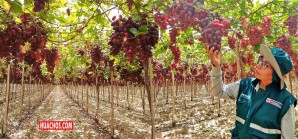 Campaña de exportación de Uva de Mesa 2023-2024 se anuncia lucrativa Campaña de exportación de Uva de Mesa 2023-2024 se anuncia lucrativa