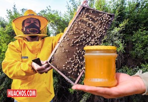 INDECOPI: Todo lo que debes saber para comprar una auténtica miel de abeja INDECOPI: Todo lo que debes saber para comprar una auténtica miel de abeja