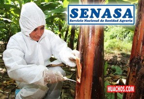 SENASA sigue trabajando en la contención de plaga que afecta a bananos y plátanos SENASA sigue trabajando en la contención de plaga que afecta a bananos y plátanos