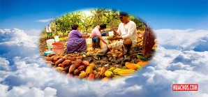 Productores peruanos deben aprovechar los precios en las nubes del cacao Productores peruanos deben aprovechar los precios en las nubes del cacao