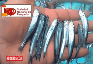Gremio de pesca industrial busca eliminar talla mínima de pesca de anchoveta Gremio de pesca industrial busca eliminar talla mínima de pesca de anchoveta