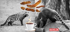 El Perú quiere entrar en el singular negocio super lucrativo de excrementos El Perú quiere entrar en el singular negocio super lucrativo de excrementos