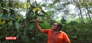 Tiempos difíciles a nivel mundial para la vainilla la especia más consumida en el mundo Tiempos difíciles a nivel mundial para la vainilla la especia más consumida en el mundo