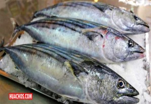 PRODUCE anuncia la veda reproductiva del Bonito por 30 días calendario PRODUCE anuncia la veda reproductiva del Bonito por 30 días calendario