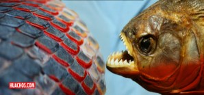 Las escamas de esta piel resisten muy bien a los violentos y poderosos dientes de pirañas Las escamas de esta piel resisten muy bien a los violentos y poderosos dientes de pirañas