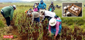 El ajo y el ají son las columnas mayores de la gastronomía peruana El ajo y el ají son las columnas mayores de la gastronomía peruana