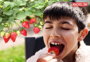 Hay dos clases de fresas peruanas: una para consumo interno y la otra para exportación Hay dos clases de fresas peruanas: una para consumo interno y la otra para exportación