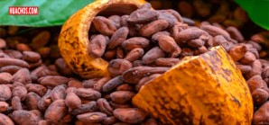 El cacao está más caro que el cobre: el precio supera los US$9.000 la tonelada El cacao está más caro que el cobre: el precio supera los US$9.000 la tonelada