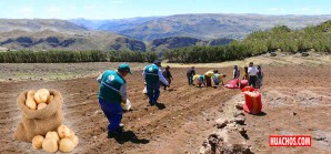 MIDAGRI: Se recomienda no sembrar papa blanca durante la segunda quincena de enero MIDAGRI: Se recomienda no sembrar papa blanca durante la segunda quincena de enero
