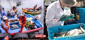 Extienden hasta agosto plazo para adecuar infraestructuras pesqueras al reglamento de inocuidad Extienden hasta agosto plazo para adecuar infraestructuras pesqueras al reglamento de inocuidad