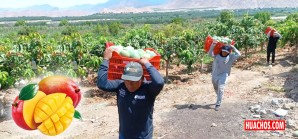 Optimizan la cadena productiva del mango peruano a nivel nacional | VIDEO Optimizan la cadena productiva del mango peruano a nivel nacional | VIDEO