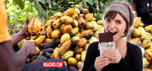 Una resiliente América Latina aprovecha la crisis del cacao, pese la caída de la producción de Brasil Una resiliente América Latina aprovecha la crisis del cacao, pese la caída de la producción de Brasil