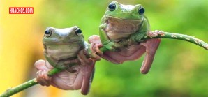 Día mundial de los anfibios Día mundial de los anfibios