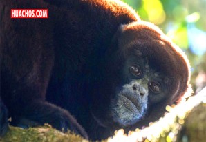 Mono choro de cola amarilla vuelve a lista mundial de especies más amenazadas | VIDEO Mono choro de cola amarilla vuelve a lista mundial de especies más amenazadas | VIDEO