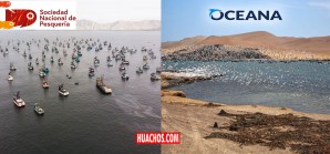 ONG Oceana recibe ataques por oponerse a pesca industrial en Paracas y Nasca ONG Oceana recibe ataques por oponerse a pesca industrial en Paracas y Nasca