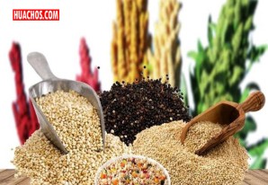 PRODUCE destaca el rol estratégico de granos andinos en impulso de la industria de Superfoods PRODUCE destaca el rol estratégico de granos andinos en impulso de la industria de Superfoods