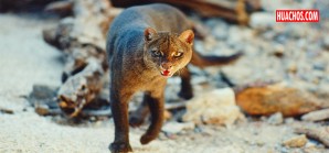 Confirman el primer registro del puma Jaguarundi en el Coto de Caza El Angolo, Piura Confirman el primer registro del puma Jaguarundi en el Coto de Caza El Angolo, Piura