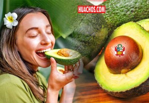 ¡Histórico! cualquier cantidad de palta peruana en los mercados internacionales ¡Histórico! cualquier cantidad de palta peruana en los mercados internacionales