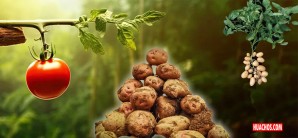 Sorpresa en el mundo de la ciencia del reino vegetal peruano: la papa es familia del tomate Sorpresa en el mundo de la ciencia del reino vegetal peruano: la papa es familia del tomate