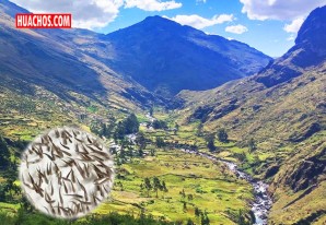 Siembra de 10 mil alevines de trucha en el río Chiris en beneficio del distrito de Mollepampa Siembra de 10 mil alevines de trucha en el río Chiris en beneficio del distrito de Mollepampa