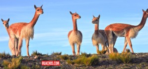 En el 2025 tenemos más de 300,000 vicuñas en 16 departamentos del país En el 2025 tenemos más de 300,000 vicuñas en 16 departamentos del país