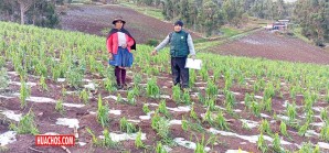 La naturaleza golpea fuertemente a los agricultores de varias provincias de Huancavelica La naturaleza golpea fuertemente a los agricultores de varias provincias de Huancavelica