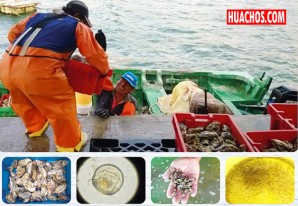 Pescadores de Marcona (Nasca) trabajan en cultivo de ostras del Pacífico Pescadores de Marcona (Nasca) trabajan en cultivo de ostras del Pacífico