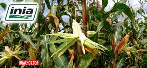 Buena noticia para los emprendedores del mundo agrícola de la costa, sierra y selva Buena noticia para los emprendedores del mundo agrícola de la costa, sierra y selva