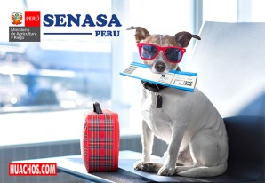 Midagri: conoce los requisitos para viajar con mascotas en Semana Santa | VIDEO Midagri: conoce los requisitos para viajar con mascotas en Semana Santa | VIDEO