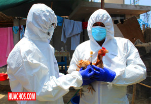 ¡Alerta! Senasa declara emergencia sanitaria nacional por influenza aviar en aves de corral ¡Alerta! Senasa declara emergencia sanitaria nacional por influenza aviar en aves de corral