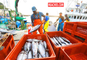 PRODUCE autoriza 118 200 toneladas como límite de captura del bonito para el 2026 PRODUCE autoriza 118 200 toneladas como límite de captura del bonito para el 2026