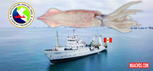 Gobierno ejecuta la "Operación Calamar Gigante V" con el fin de racionalizar la pesca de la pota Gobierno ejecuta la "Operación Calamar Gigante V" con el fin de racionalizar la pesca de la pota