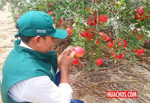 Senasa certifica más de 9 mil toneladas de granada en inicio de campaña de exportación Senasa certifica más de 9 mil toneladas de granada en inicio de campaña de exportación