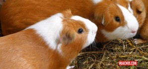 Conoce las cuatro razas de cuy que existen en Perú | VIDEO Conoce las cuatro razas de cuy que existen en Perú | VIDEO