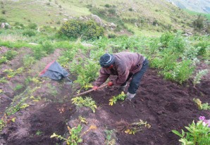 100 mil agricultores huancavelicanos sembrarán alrededor de 97 mil 921 hectáreas de cultivo 100 mil agricultores huancavelicanos sembrarán alrededor de 97 mil 921 hectáreas de cultivo