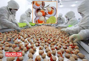 Mercado europeo saboreará conchas de abanico de Pisco Mercado europeo saboreará conchas de abanico de Pisco