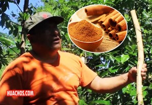 La canela tiene propiedades potencialmente médicas que ni te imaginas La canela tiene propiedades potencialmente médicas que ni te imaginas