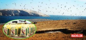 Llegan noticias alentadoras desde la isla Chincha Norte Llegan noticias alentadoras desde la isla Chincha Norte