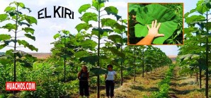 Impulsan en muchos lugares el «Cultivo del Kiri», el árbol que frena el cambio climático Impulsan en muchos lugares el «Cultivo del Kiri», el árbol que frena el cambio climático