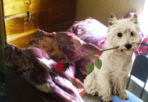 Carne de llama, alpaca, sarcosistiosis y el mejor amigo del hombre, una combinación fatal para los humanos Carne de llama, alpaca, sarcosistiosis y el mejor amigo del hombre, una combinación fatal para los humanos