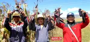 INIA 601: Un super Maíz Morado campeón en antocianina | VIDEO INIA 601: Un super Maíz Morado campeón en antocianina | VIDEO