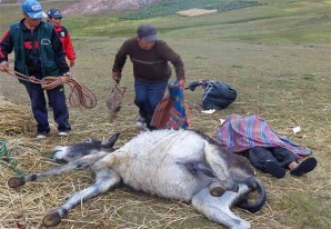 Un rayo fulminante mata a un campesino y a su burro en un distrito de Huancavelica Un rayo fulminante mata a un campesino y a su burro en un distrito de Huancavelica